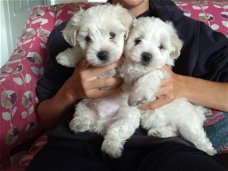 Twee Maltese puppy's van topklasse beschikbaar