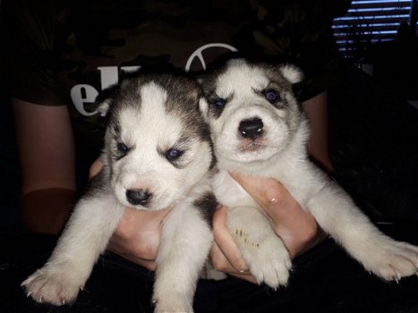 Prachtige Siberische husky puppy's te koop - 1