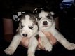 Prachtige Siberische husky puppy's te koop - 1 - Thumbnail