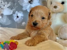 Super Maltipoo-puppy's Te koop