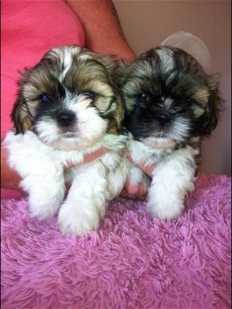 Aanbiddelijke Mannelijke En Vrouwelijke Shih Tzu Puppies - 1