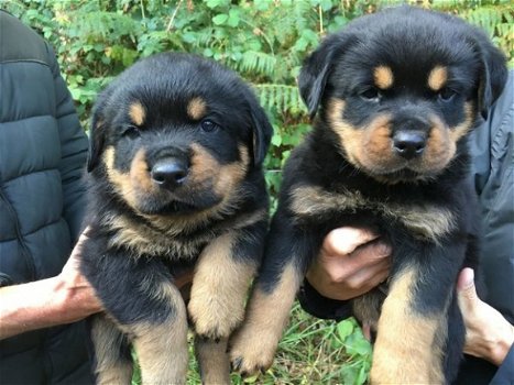 Rottweiler pups - 1