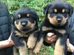 Rottweiler pups - 1 - Thumbnail