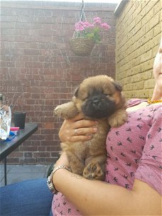 Goed opgeleide chow-chow-puppy's te koop