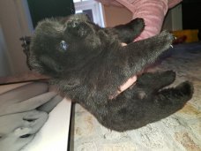 Black chow chow puppies te koop