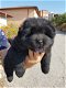 Black chow chow puppies te koop - 2 - Thumbnail