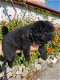 Black chow chow puppies te koop - 3 - Thumbnail
