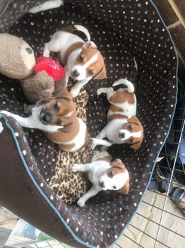 3 mooie Jack Russell Terrier-puppy's te koop - 1