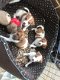 3 mooie Jack Russell Terrier-puppy's te koop - 1 - Thumbnail