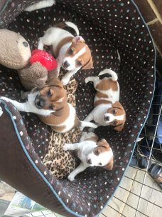 3 mooie Jack Russell Terrier-puppy's te koop