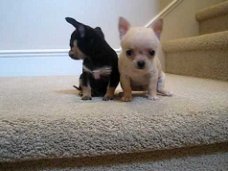 Chihuahua puppy's voor adoptie..