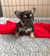 Franse bulldog puppy's voor adoptie - 1 - Thumbnail