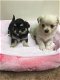 5 chihuahua puppies voor gratis adoptie - 1 - Thumbnail