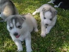 Leuke mannelijke en vrouwelijke Husky pups