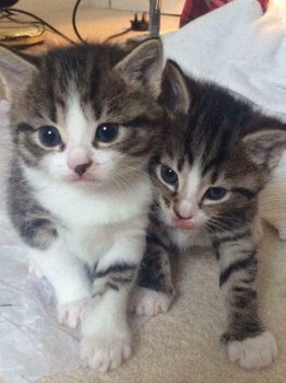 Gratis katten en kittens - 1