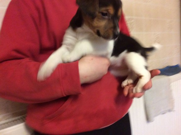 Gezond huis hief Jack Russell pups beschikbaar - nr. 1