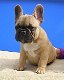 prachtige franse bulldog pups - 1 - Thumbnail