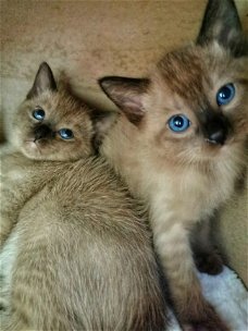 Mooie stamboom Tonkinese kittens beschikbaar