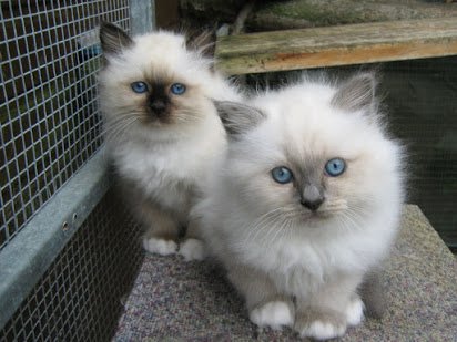 Birman Kittens klaar om te vertrekken - 1