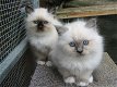 Birman Kittens klaar om te vertrekken - 1 - Thumbnail