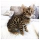 Prachtige Bengaalse kittens klaar om te vertrekken - 1 - Thumbnail