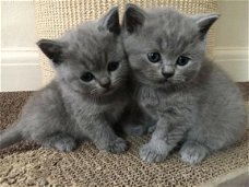 mannelijke en vrouwelijke Britse korthaar kittens klaar om nu te gaan...
