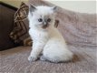 Gccf geregistreerde blauwe puntige Ragdoll kittens - 1 - Thumbnail