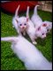 Prachtige zeldzame Munchkin-katjes met korte benen - 1 - Thumbnail