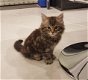 Schattige Siberische Kittens - 1 - Thumbnail