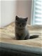 Prachtige showkwaliteit Scottish Fold Kittens - 1 - Thumbnail