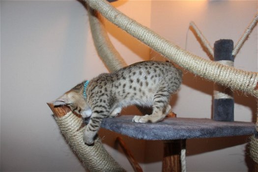 F3 Savannah Kittens voor adoptie, Tica geregistreerd - 1