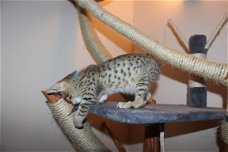 F3 Savannah Kittens voor adoptie, Tica geregistreerd