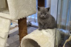 Kerstmis Russische blauwe kittens beschikbaar