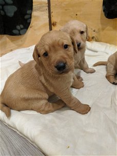 Fox Red Labrador Puppies beschikbaar voor Kerstmis