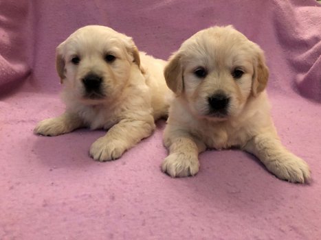 Golden Retriever Puppies kennel Club Geregistreerd - 1