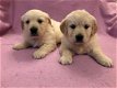 Golden Retriever Puppies kennel Club Geregistreerd - 1 - Thumbnail