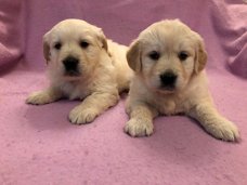 Golden Retriever Puppies kennel Club Geregistreerd