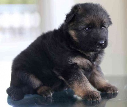 Duitse herderpups voor adoptie - 1