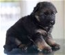 Duitse herderpups voor adoptie - 1 - Thumbnail