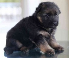 Duitse herderpups voor adoptie