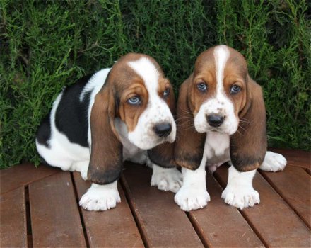 Mooie driekleurige basset honden klaar voor kerst - 1