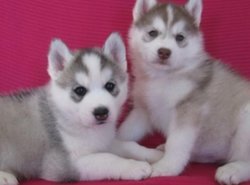 Husky puppy teefje. 12 weken. Gechipt,ontwormd,gevaccineerd,papie... - 1