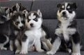 Mooie Siberische Husky - 1 - Thumbnail