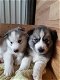 Siberische husky pup - 1 - Thumbnail