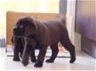 Labrador pups - 1 - Thumbnail