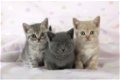 Absoluut verbluffende Britse kittens met kort haar en ui.. Absoluut verbluffende britse kittens met - 1 - Thumbnail