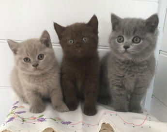 5 Britse kittens met kort haar Bsh geregistreerd - 1