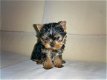 Leuke mannelijke en vrouwelijke Yorkie-puppy's - 1 - Thumbnail