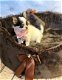 Beschikbare Chihuahua-puppy's ter adoptie - 1 - Thumbnail
