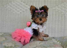 Leuke mannelijke en vrouwelijke Yorkie-puppy's